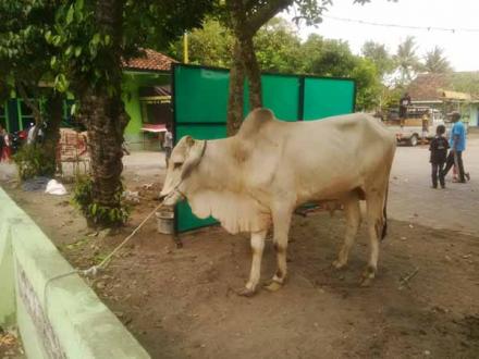 Panitya Korban Takmir Masjid AlFath, Jetis IV, RW 07, Godean Mengelola 4 Ekor Sapi dan 12 Kambing
