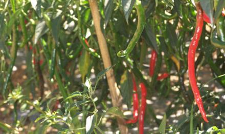 CARA MENANAM CABE MERAH DALAM POLYBAG